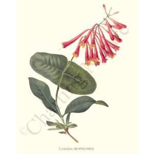  Botanical Flower Print: Scarlet Trumpet Honeysuckle 