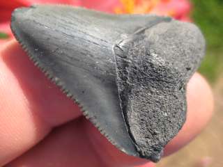 16 MEGALODON SHARK Tooth Megladon Fossil Teeth FL  