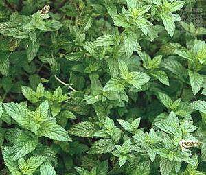 SPEARMINT Mentha Spicata       7,000 Herb Seeds + GIFT  