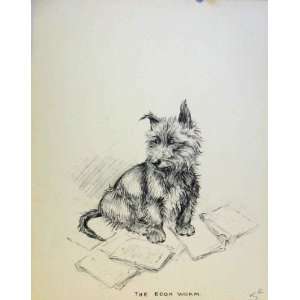 Just Pups By K F Barker Dog Drawing Pencil Sketch Print  