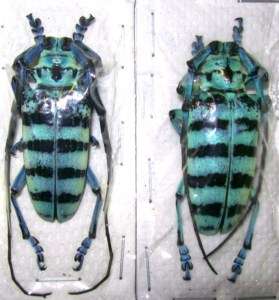 Taxidermy REAL Insect Anoplophora medembachi (Pair) WoW  