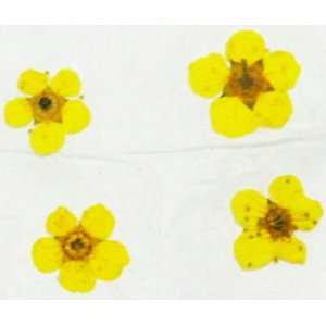  Zink Color Nail Art Dried Flower Plum Blossom Yellow 4Pc 