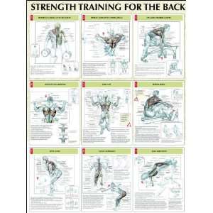  Human Kinetics Strength Training Anatomy Poster   Back 
