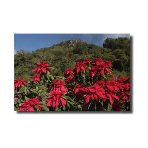 Poinsettia Tree El Cielo Tamaulipas Mexico Giclee Print:  