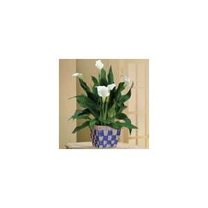  Calla Lily in Checked Basket Plant Gift: Everything Else