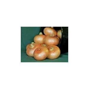   50 Hybrid Short Day Yellow Sweet MR BUCK Onion Seeds: Everything Else