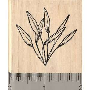  Pygmy Sword Plant Rubber Stamp, Seaweed Arts, Crafts 