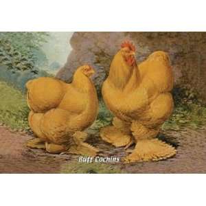  Exclusive By Buyenlarge Buff Cochins 20x30 poster