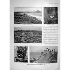  1905 SEA BIRD SCILLY ISLES GUILLEMOTS PUFFIN AUSTRIA: Home 