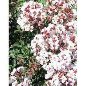  WHITCOMB CRAPEMYRTLE BURGUNDY COTTON / 1 gallon Potted 