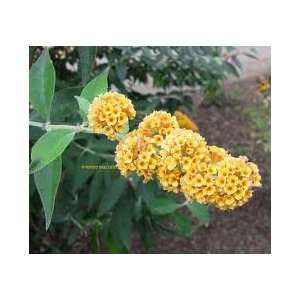  Honeycomb Butterfly Bush (1 to 2 Year Plants)(buddleia) 8 