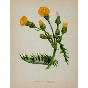  1902 Botanical Print Sow Thistle Sonchus Oleraceus 