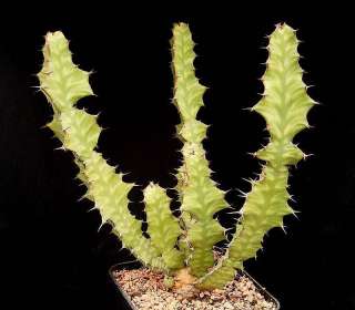 Euphorbia Pseudocactus Seeds   Candelabra Spurge  
