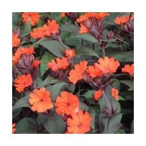  Rose Campion   Orange Gnome Perennial Flower Patio, Lawn 