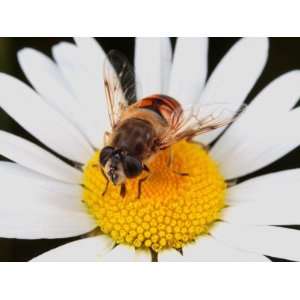  Drone Fly, Earistalis Species, a Honey Bee Mimic, Feeding 