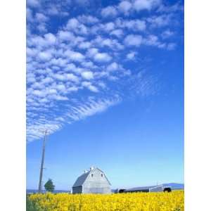  Canola Field and Gray Barn, Grangeville, Idaho, USA 