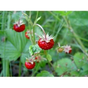 12 Qty Wild Strawberry Plants, Fragaria vesca Patio, Lawn 