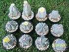 Astrophytum Myriostigma MIX @J@ exotic globular cacti r