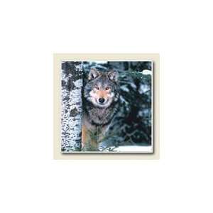 Absorbent Stone Coaster Box Set of 4 Wolf Face with Birch Trees 
