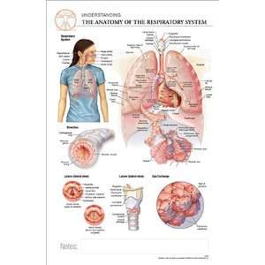 11 x 17 Post It Anatomical Chart: Respiratory System:  