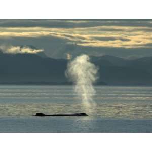 Humpback Whale Blowing, Frederick Sound, South East Alaska, USA Animal 