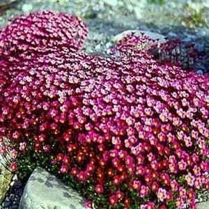 SAXIFRAGA PURPLE ROBE~~Carmine Red Perennial Ground cover~30 seeds+ 