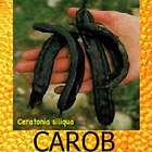 CAROB Fruit Tree St Johns Bread Healthy Cocoa Chocolate PLANT LIVE 