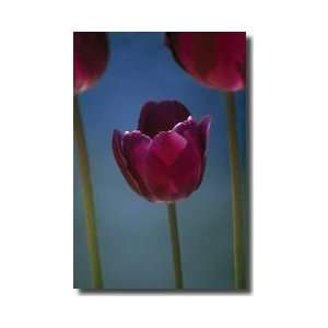  Tulip Chicago Botanic Garden Chicago Illinois Giclee Print 