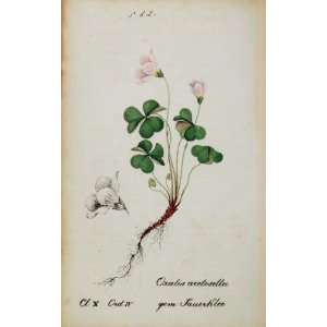  1826 Oxalis Acetosella Woodsorrel Botanical Color Print 