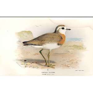    Caspian Plover Lilfords Birds 1885 97 By A Thorburn