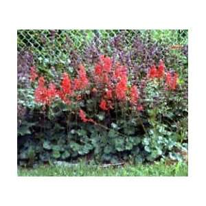    Heuchera Mount St. Helen   Coral Bells Patio, Lawn & Garden