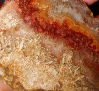Crazy Lace Agate Slab Great Pattern Cabbing Rough HS WoW  