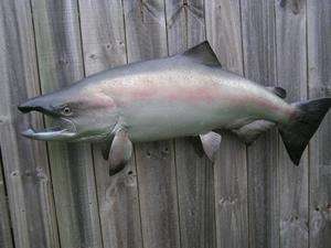 NEW XL King Salmon fish Replica MOUNT BIG  45 inches  
