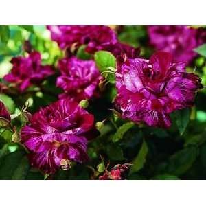  Purple Tiger (Rosa Floribunda)   Bare Root Rose Patio 