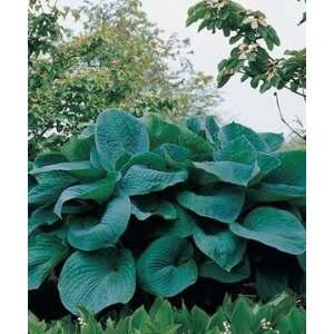  PLANTAIN LILY BIG DADDY / 1 gallon Potted Patio, Lawn 