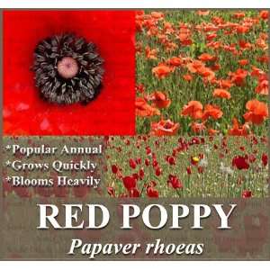  1 oz (157,000+) RED POPPY HEAVY BLOOMER flower Seeds 
