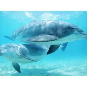 Two Bottlenose Dolphins, Discovery Cove, Florida, USA Photographic 