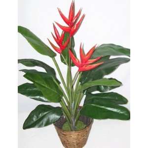  40 Triple Heliconia Plant (red): Home & Kitchen