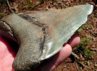 13/16 MEGALODON SHARK Tooth Fossil Megladon Teeth USA  