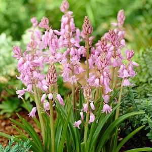  Wood Hyacinth Bulbs Pink Patio, Lawn & Garden