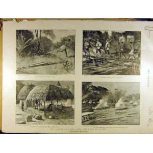  1898 Sierra Leone Mendi Expedition Cattle West Indian 
