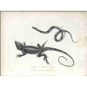  Reprint Snake and Muricated Lizard 1790: Home & Kitchen
