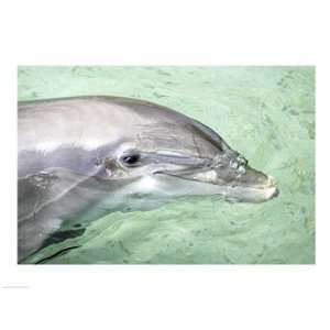 Close up of a Bottle nosed Dolphin in water, Moorea, French Polynesia 