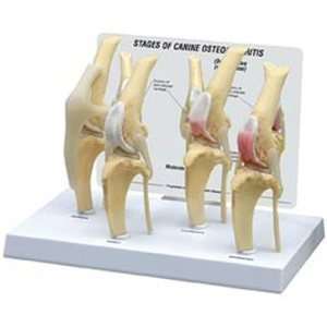   /Dog 4 Stage Knee Arthritis Anatomy Model #9051