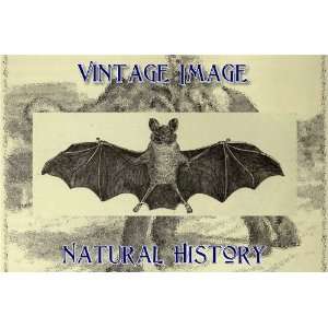   Art Card Greetings Card Vintage Natural History Image Javelin Vampire