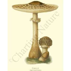  Botanical Mushroom Print Parasol Mushroom   Agaricus 