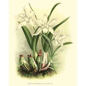  Botanical Tropical Orchid Print Laelia autumnalis 