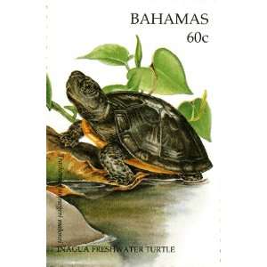  Bahamas Inagua Freshwater Turtle Stamp Print (Reproduction 
