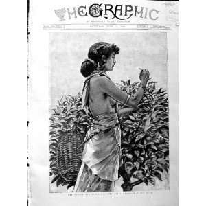  1886 Ceylon Tea Industry Tamul Girl Picking Bush Print 
