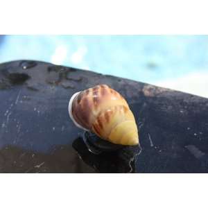  Seashell Magnet #6   Coastal Decor